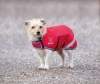 Shires Digby & Fox Waterproof Dog Coat